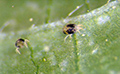 Twospotted spider mite females